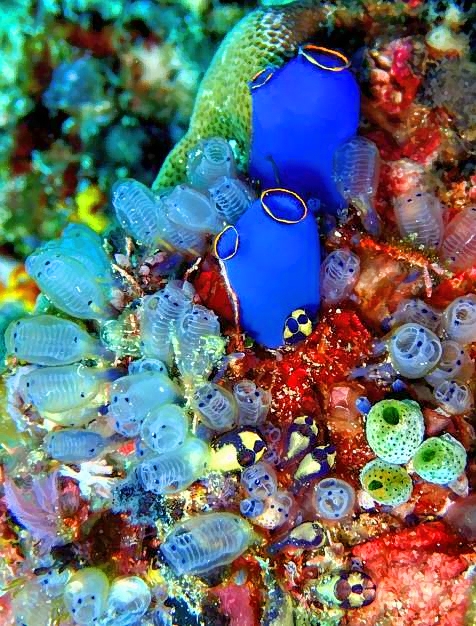 Tunicates, Rhopalaea fusca