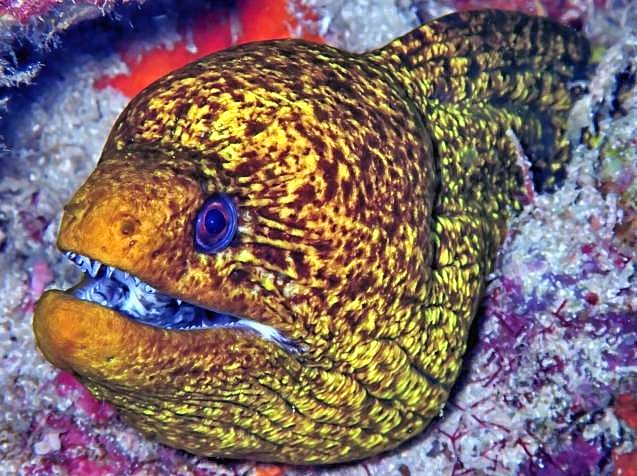 Snowflake Moray Eel, Echidna nebulosa