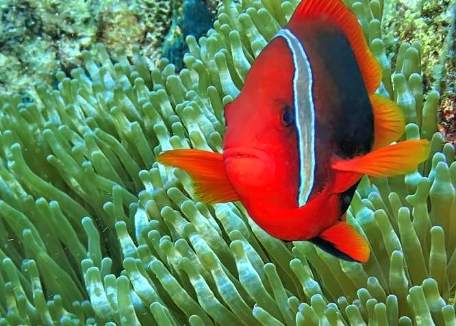 Tomato Anemonefish, Amphiprion frenatus, Female