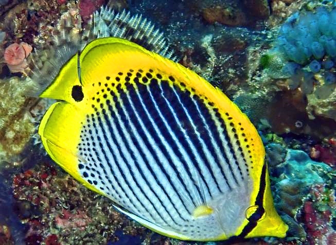 Black-Backed Butterflyfish, Chaetodon melannotus  