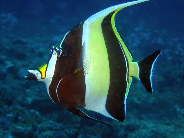 Moorish Idol