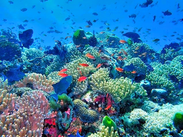 Coral Reef View