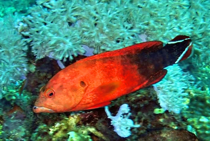 Flagtail Grouper, Cephalopholis urodeta