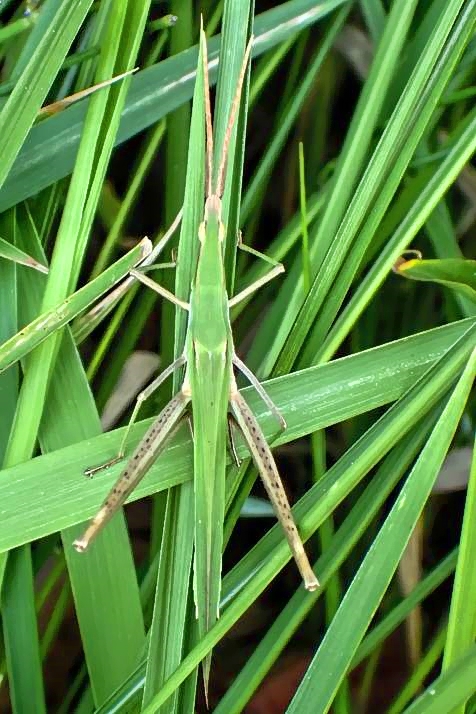 Grasshopper