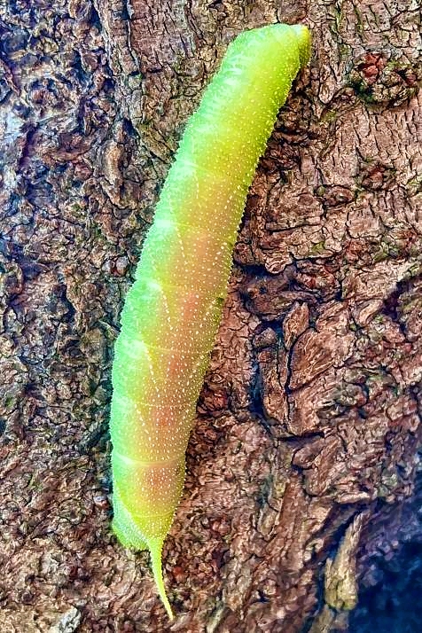Future Big Butterfly