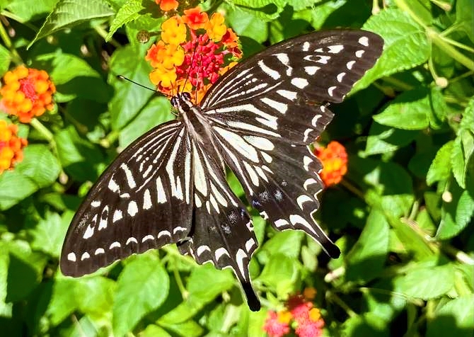 Asian Swallotail, Papilio xuthus