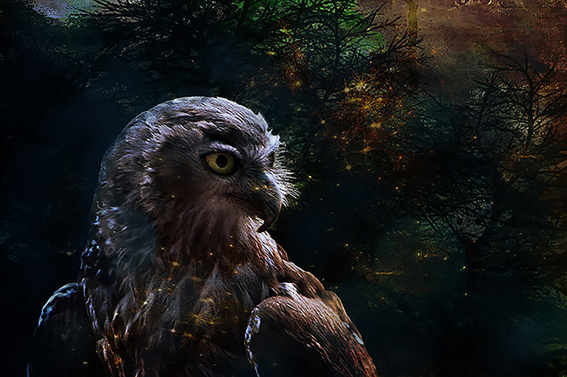 Barking owl.jpg