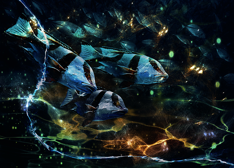 fishy 2.jpg