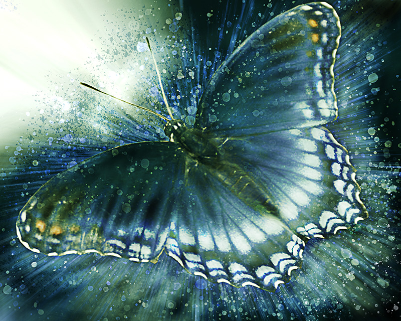 Butterfly3copy.jpg