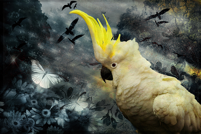 cockatoo and flowers.jpg