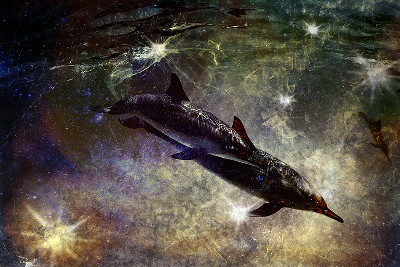 dolphinscopy.jpg