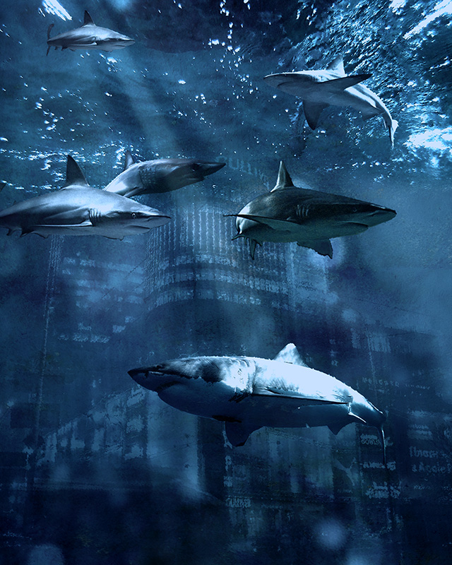 circling sharks.jpg