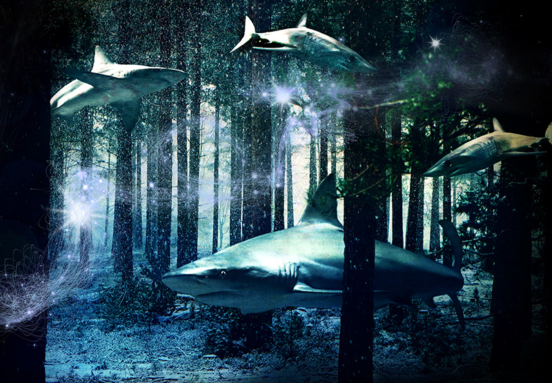 sharks in the forest.jpg