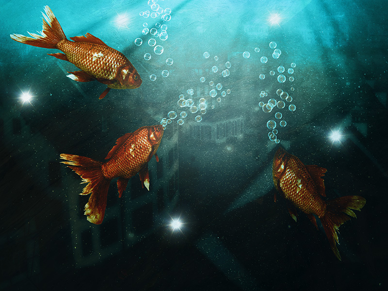 goldfish 2.jpg