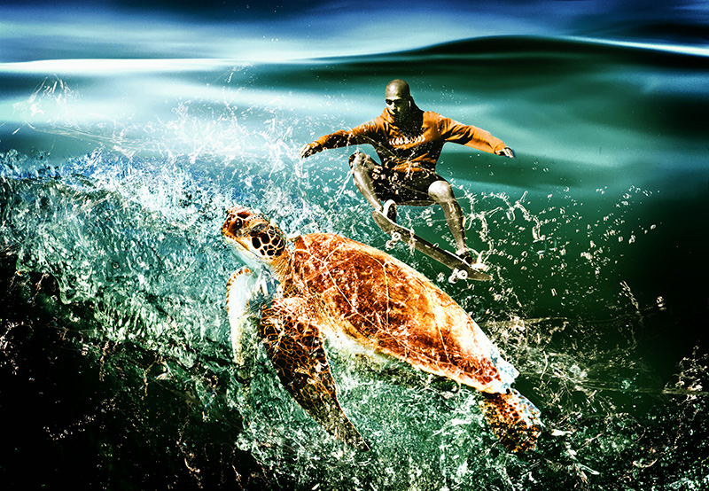 turtle hopping.jpg