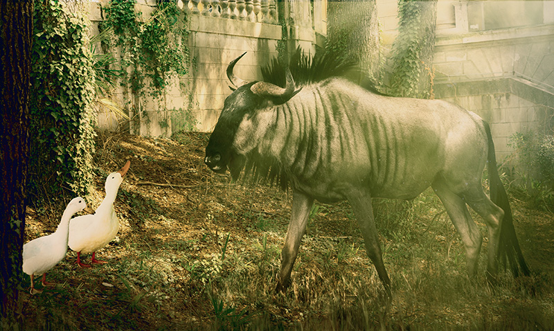 gnu.jpg