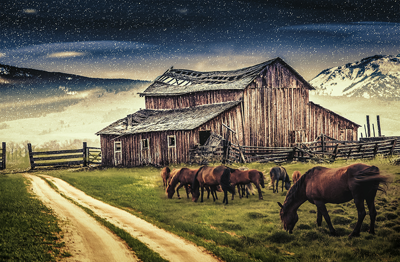 horses2.jpg