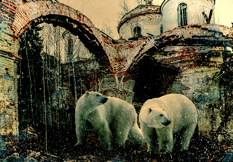 Bears