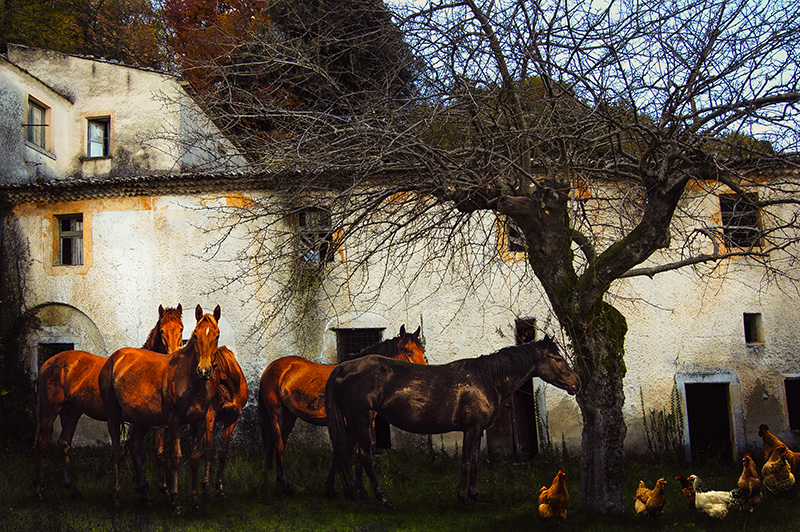 horses2