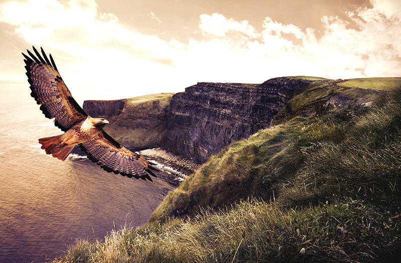 Another eagle