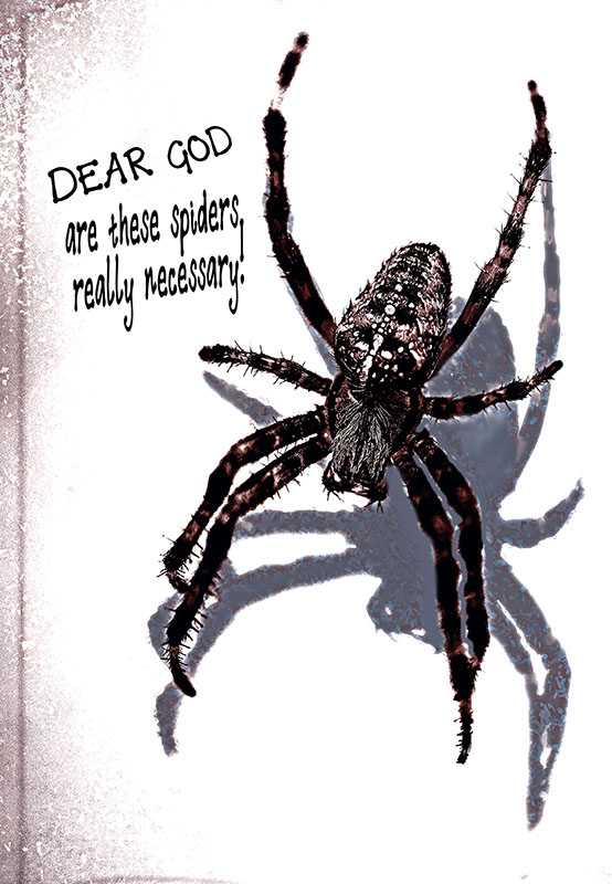 spiders.jpg