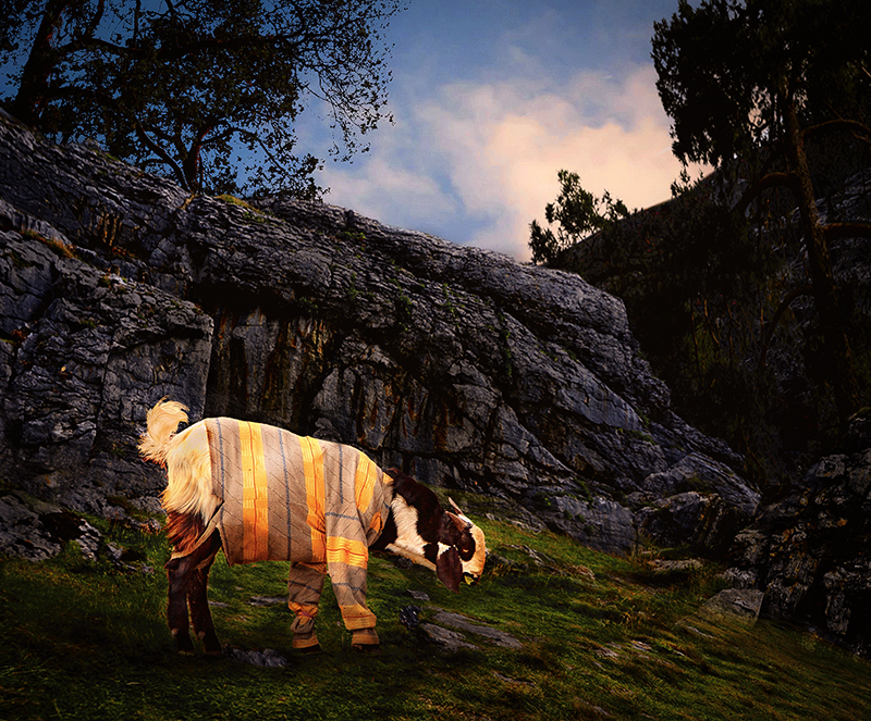 A well-dresssed goat.jpg