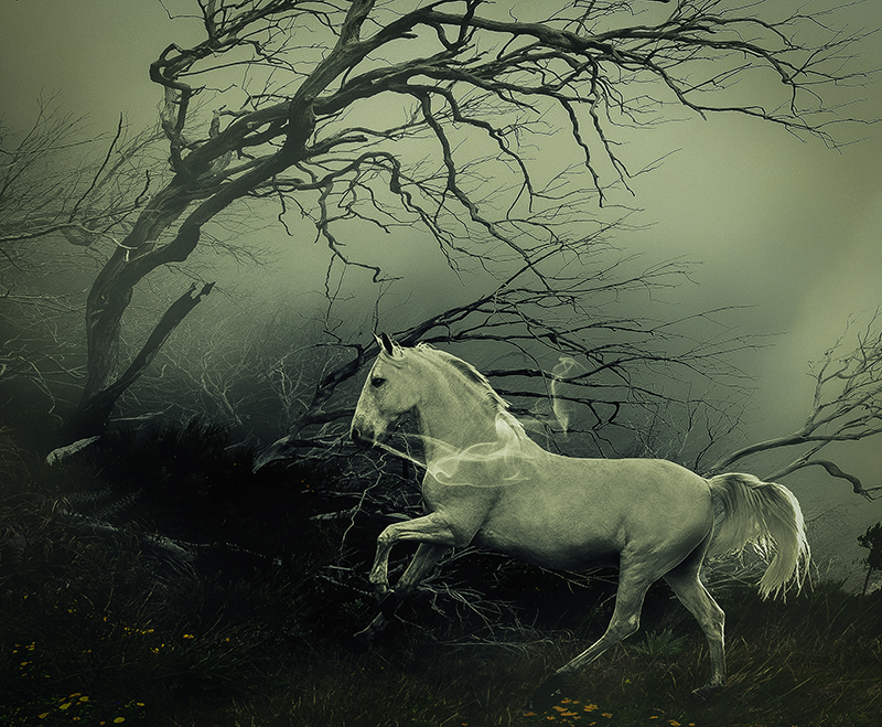 MISTY_DEAD_WOODS_167.jpg