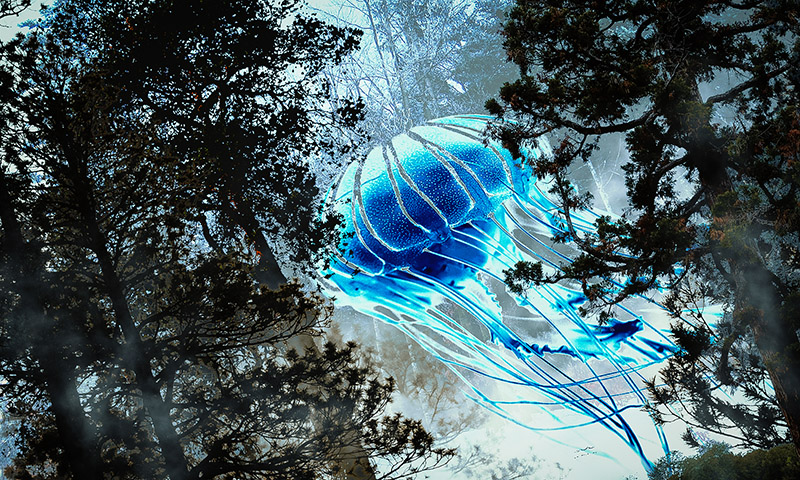 Quick ....! The jellyfish are out.