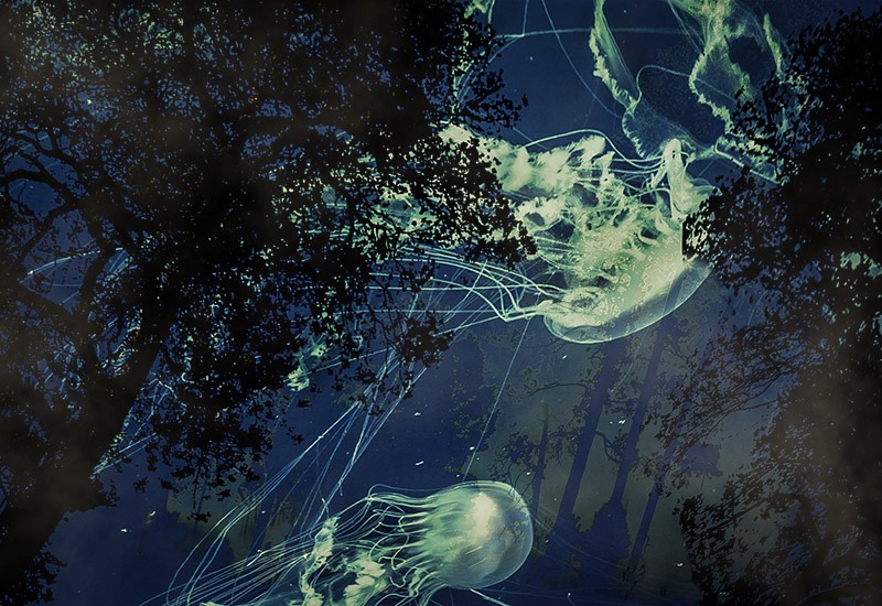 Careful  ..... more jellyfish rampaging!