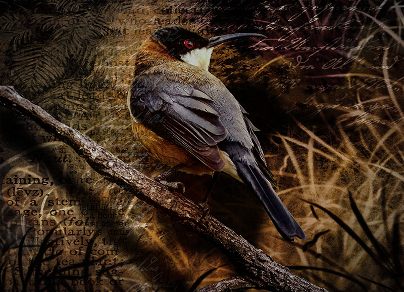 Eastern Spinebill.jpg