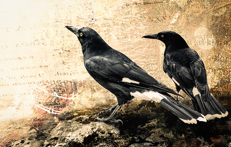 currawongs 2.jpg