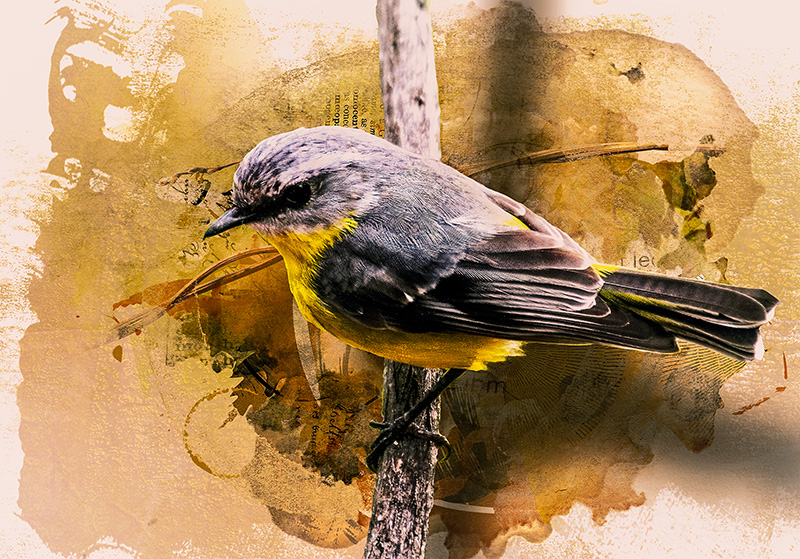 Yellow robin.jpg