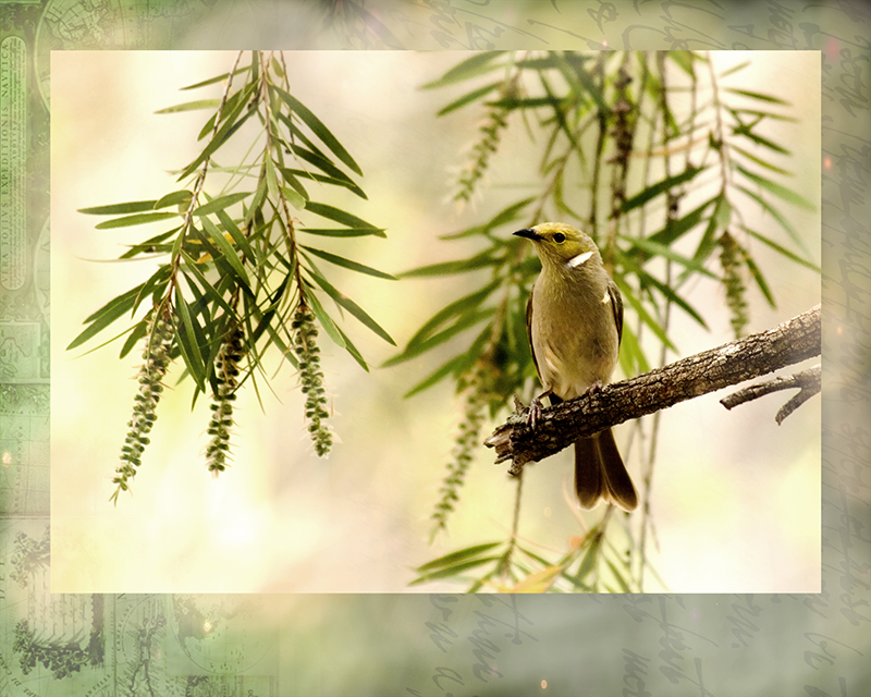 Honeyeater.jpg