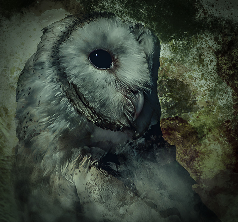 night owl.jpg