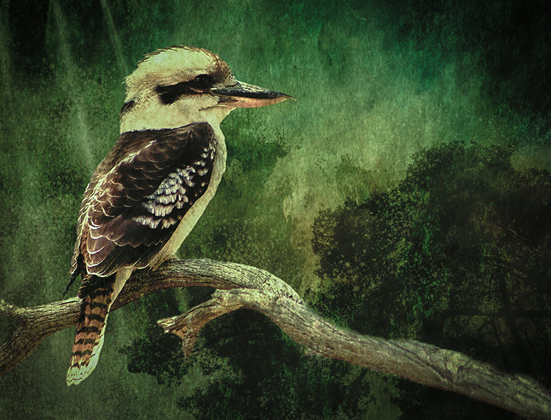 Kookaburra.jpg