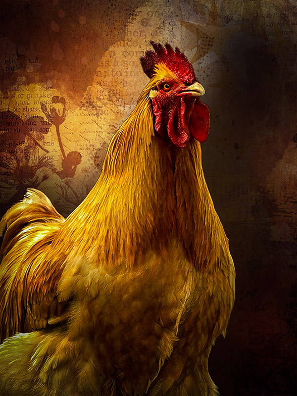 rooster 2.jpg