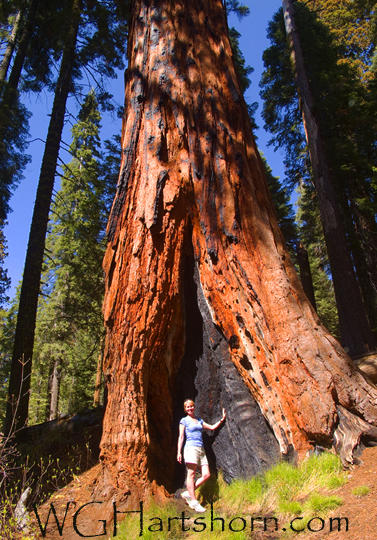 Mariposa Grove