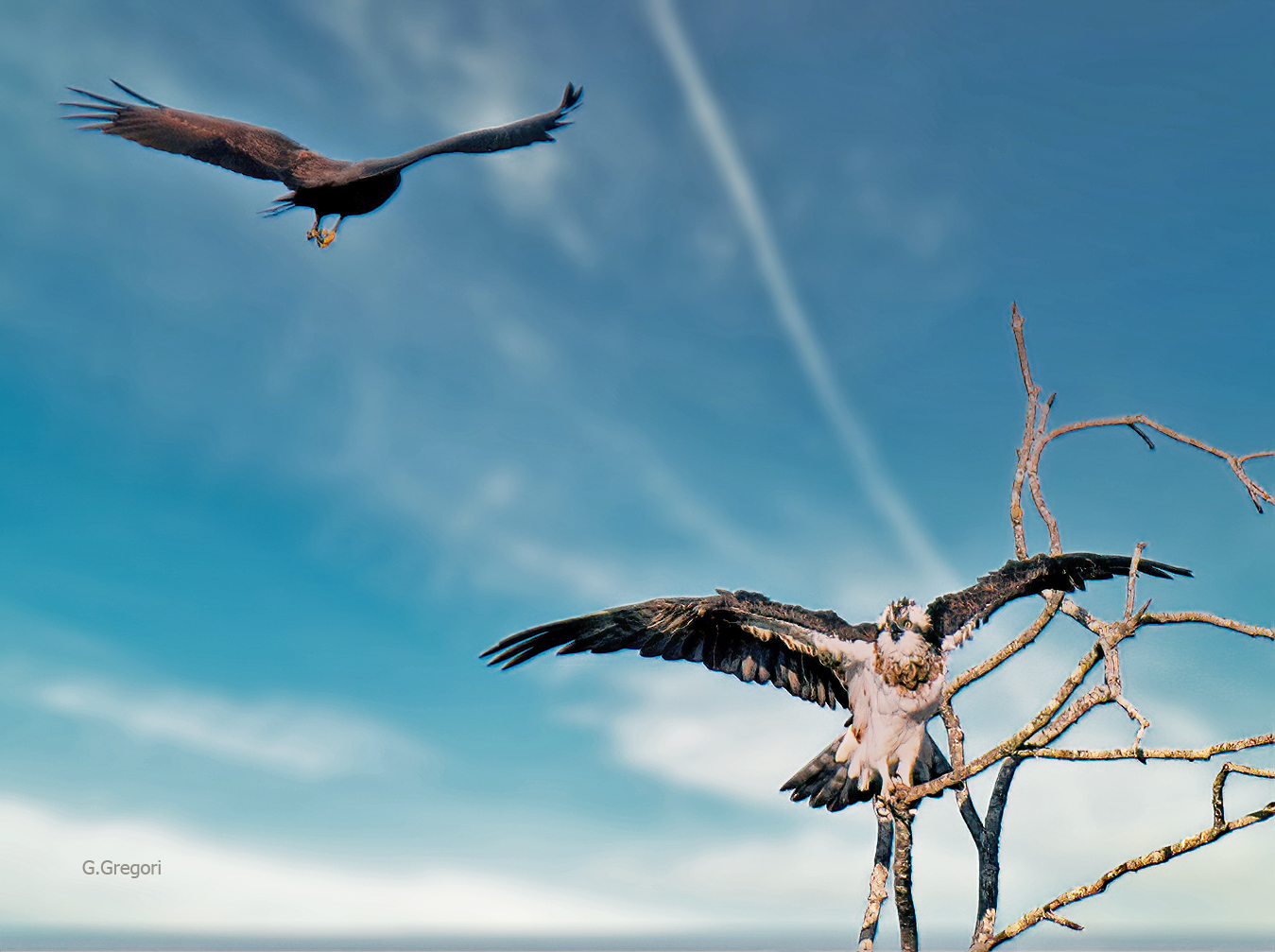 Falco pescatore attaccato da Falco di palude