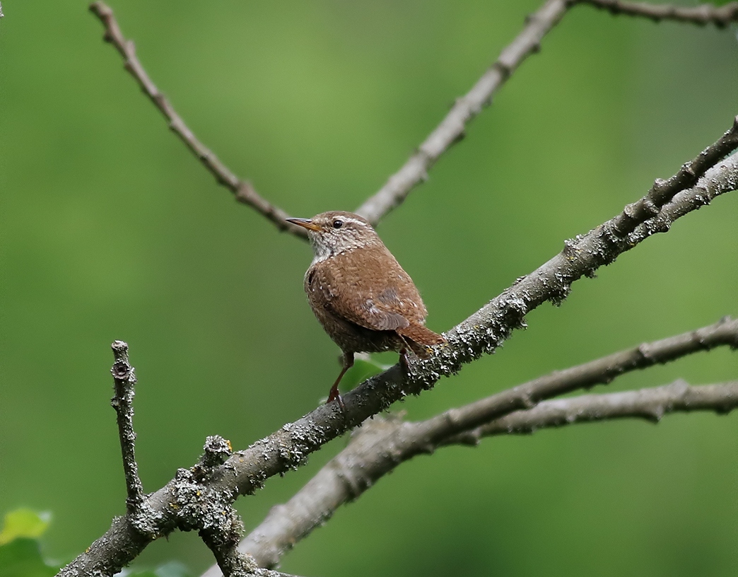 Grdsmyg <br> Eurasian Wren <br> Troglodytes troglodytes hyrcanus