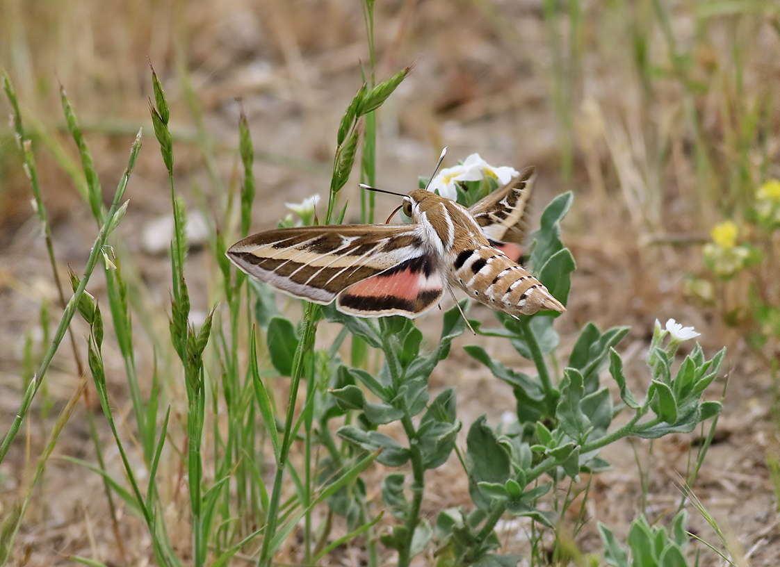 Vitribbad skymningssvrmare <br>- Striped Hawk-moth <br> Hyles livornica