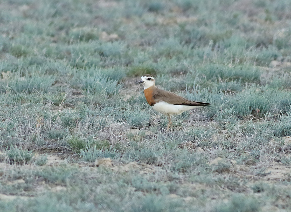 Kaspisk pipare <br> Caspian Plover <br>  Charadrius asiaticus