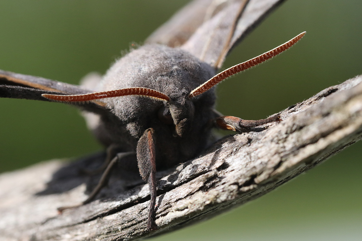 Poppelsvrmare <br> Laothoe populi