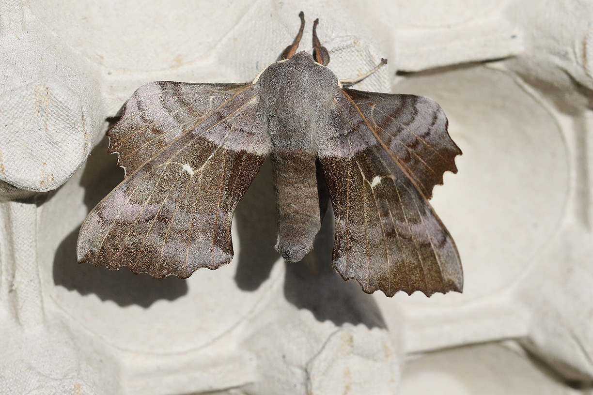 Poppelsvrmare <br> Laothoe populi