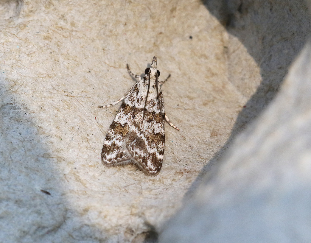 Skarptecknat ugglemott <br> Scoparia pyralella