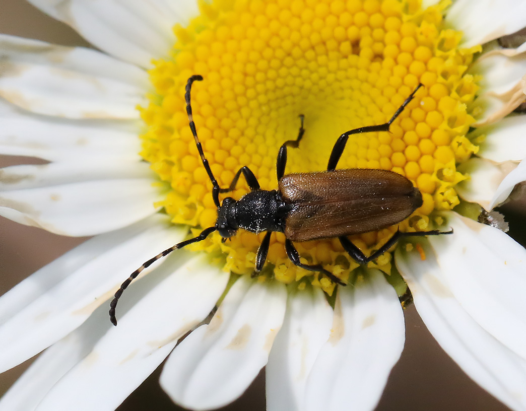 Flckhornad blombock <br> Stictoleptura maculicornis