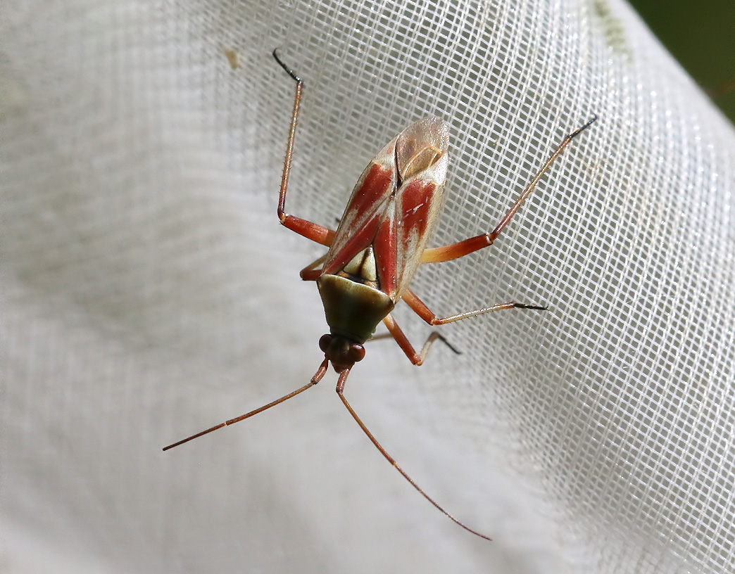 Calocoris roseomaculatus