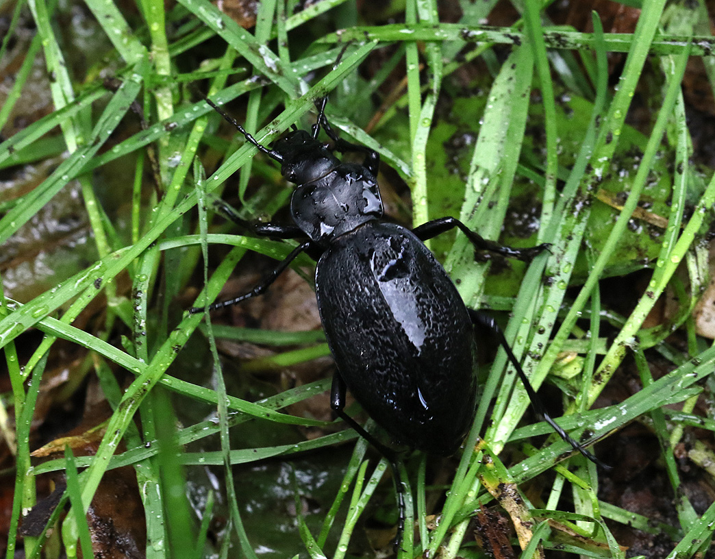 Lderlpare <br> Carabus coriaceus 