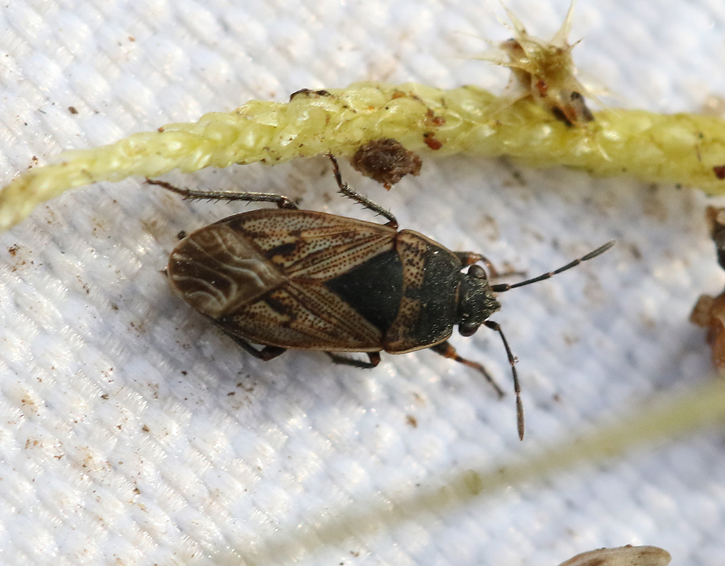 Trapezonotus arenarius