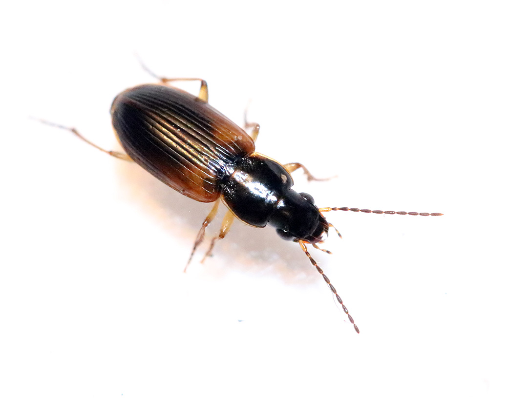 Mrk gllpare <br> Stenolophus mixtus