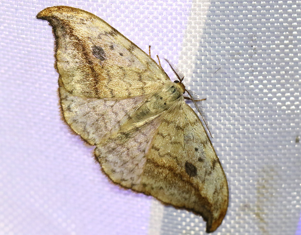 Ockragul sikelvinge <br> Drepana falcataria